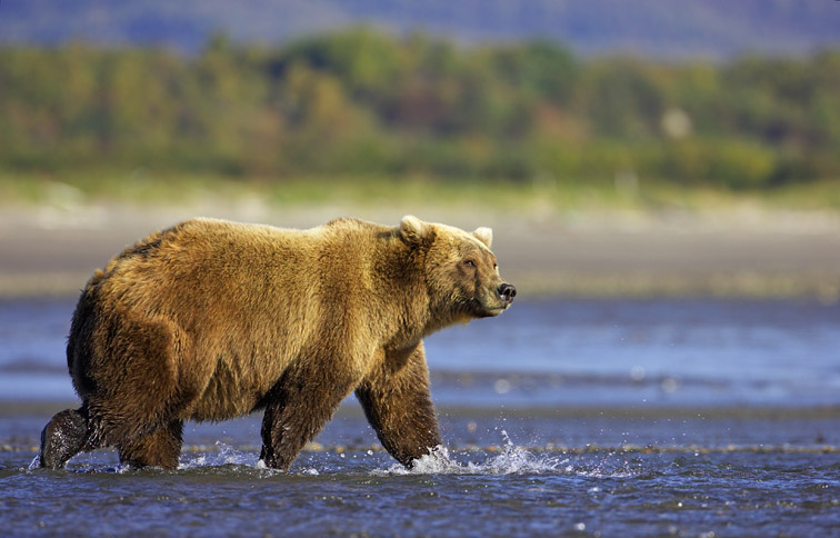 Grizzly Bear (Ursus horribilis), walking through tidal creek, Katmai National Park, Alaska, September